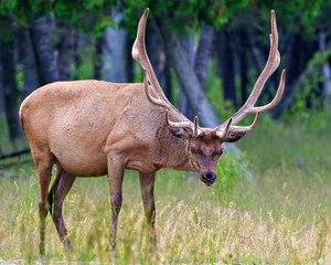 Elk Photo and Image. Looking at camera in the field with a blur forest background in its environment and habitat surrounding, displaying antlers and brown coat fur.