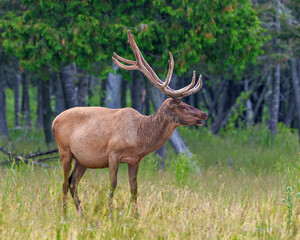 Elk Photo and Image. Male bugling in the field with a blur forest background in its environment and habitat surrounding, displaying antlers and brown coat fur.