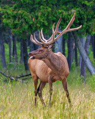 Elk Photo and Image. Male bugling in the field with a blur forest background in its environment and habitat surrounding, displaying antlers and brown coat fur.