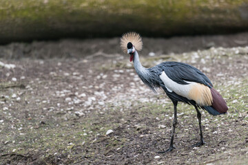 crowns crane in the savanah of Africa