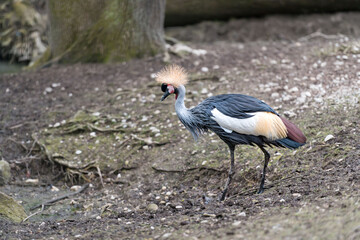 crowns crane in the savanah of Africa