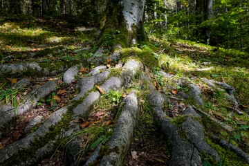 old tree in the Alps of Austria
