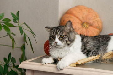 fluffy gray cat sits on the table among pumpkins and fall leaves