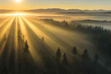 Foto op Plexiglas Mistige ochtendstond zonsopgang in het bos