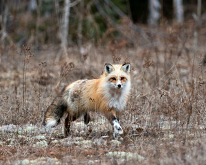 Red Fox Photo Stock. Unique fox close-up profile running to you in the spring season in its environment and habitat with blur background. Fox Image. Picture. Portrait. Photo.