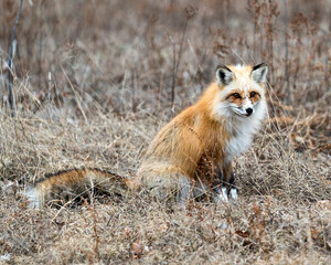 Red Fox Photo Stock. Unique fox close-up profile looking at camera in the spring season in its environment and habitat with blur background. Fox Image. Picture. Portrait.