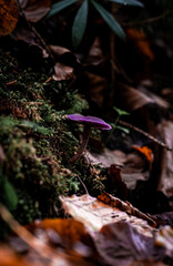 Violet Mushroom in Fall colours
