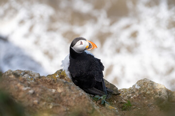 Puffin nesting on cliff face on rugged UK coastline view from above looking down portrait view showing black and white feathers and orange and black beak and feet