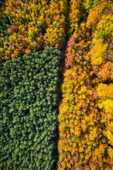 Colors of autumn woodland, aerial drone view