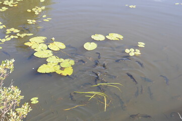 Catfish Photo and Image. Swimming in pond with blur water and water lily pads in their environment and habitat surrounding. Fish Image. Photo. Portrait. Picture.