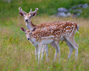 Naklejka na ściany i meble Fallow Deer Photo and Image. Deer male and female close-up side profile view, with a blur background in their environment and habitat surrounding.