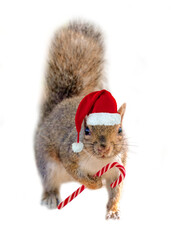 Squirrel Santa. Cute squirrel with a Christmas hat and a tiny candy cane isolated on transparent background. Animal fun holiday greeting card.