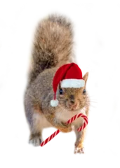 Poster Squirrel Santa. Cute squirrel with a Christmas hat and a tiny candy cane isolated on transparent background. Animal fun holiday greeting card. © Delphotostock
