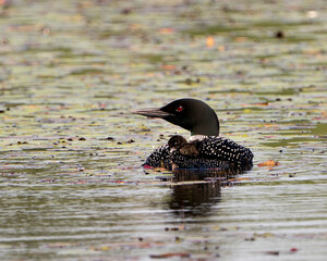 Common Loon Photo. Baby chick loon on parent's back and celebrating the new life with water lily...