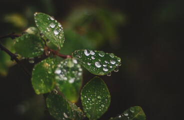 water drops on a leaf
