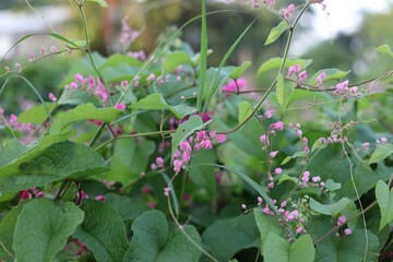 Pink Bush is a flowering plant of the family Polygonaceae, a pink clematis plant native to Mexico. Classified as a fast growing ivy plant The leaves are heart-shaped or triangular. Flower bouquet