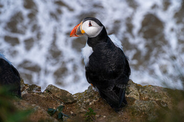 Puffin nesting and perched on cliff face on rugged UK coastline view from above looking down portrait view showing black and white feathers and orange and black beak and feet. Full body shot
