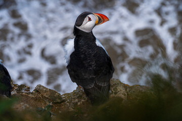 Fototapeta premium Puffin nesting and perched on cliff face on rugged UK coastline view from above looking down portrait view showing black and white feathers and orange and black beak and feet. Full body shot