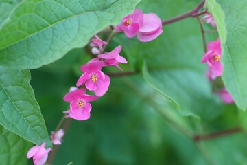 Obraz premium Pink Bush is a flowering plant of the family Polygonaceae, a pink clematis plant native to Mexico. Classified as a fast growing ivy plant The leaves are heart-shaped or triangular. Flower bouquet