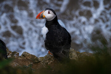 Puffin nesting and perched on cliff face on rugged UK coastline view from above looking down portrait view showing black and white feathers and orange and black beak and feet. Full body shot