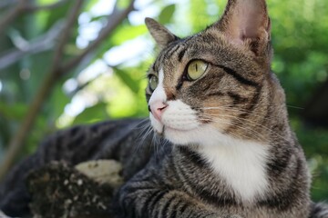 Thai striped gourami cat is seeing something with blur background