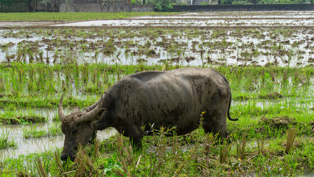 buffalo grazing in the field