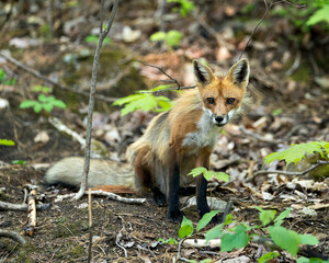 Red Fox Photo. Fox Image.  Close-up profile view sitting and looking at camera with blur background in its environment and habitat. Picture. Portrait.
