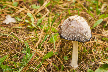 czernidłak pstry, Coprinopsis picacea, grzyb , las	