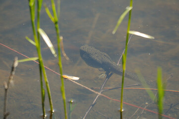 Frog Tadpole Image and Photo. Tadpole swimming in a pond with blur water displaying long tail, legs in its environment and habitat surrounding.