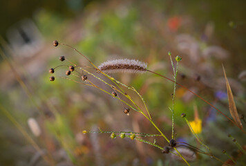 Setaria viridis plant covered with dew in early autumn