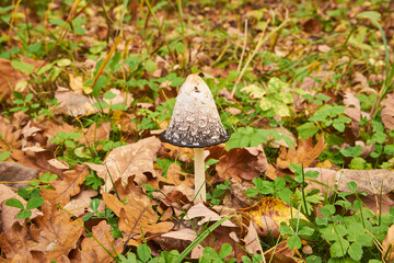czernidłak pstry, Coprinopsis picacea, grzyb , las	