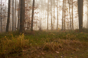 las, mgła, drzewa  © Marcin Łazarczyk