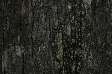 Bark tree texture blank for design.
