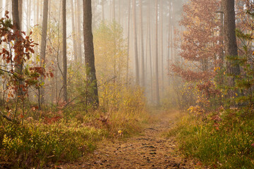 leśna ścieżka, las  © Marcin Łazarczyk