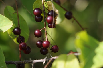 Wild Cherry Photo and Image. Close-up profile view with blur green leaves in their environment and habitat in the summer ripening season.