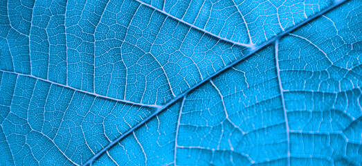 blue leaves highlighted abstraction background