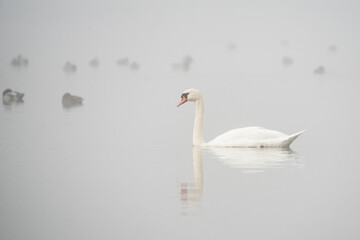 One mute swan (Cygnus olor) floating a fog covered lake