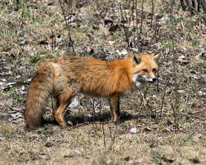 Red Fox Photo. Fox Image. Close-up profile side view in the spring season displaying fox tail, fur, in its environment and habitat with a blur background. Picture. Portrait.