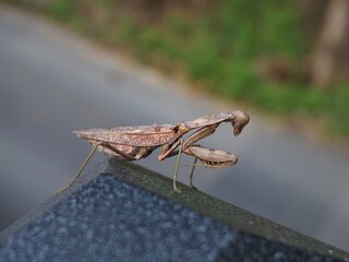 pregnant female praying mantis close up - blurred back background