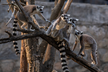 Tailed lemur (Lemur catta) family of lemurs sitting on a branch and playing