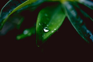 Closeup shot of a water droplet on a green leaf surface