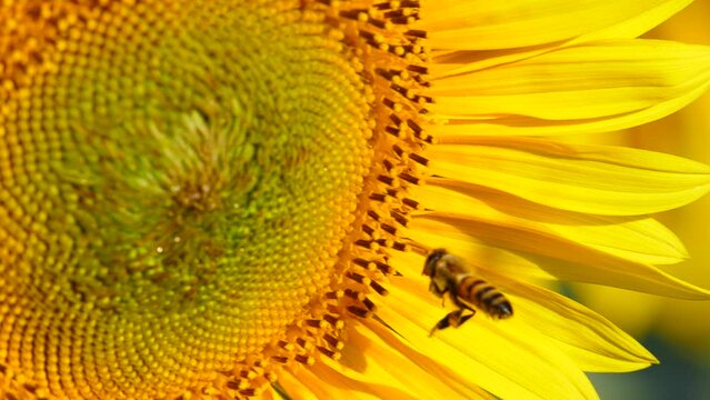 Honey Bee And Flower. A Lot Of Bees Collecting Pollen On Yellow Sunflower. Provence In France. Slow Motion