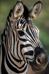 Fototapeta na wymiar Head of Grevy’s zebra or imperial zebra (Equus grevyi) seen from profile