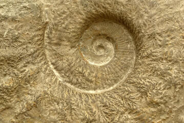 Twisted shell close-up. Shell surface. © Viktoriia Pletska