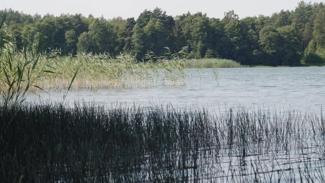 cane and reed in seen at Wdzydze Lake coast in Kaszubski park krajobrazowy in Pomeranian Voivodeship; poland. Static shot