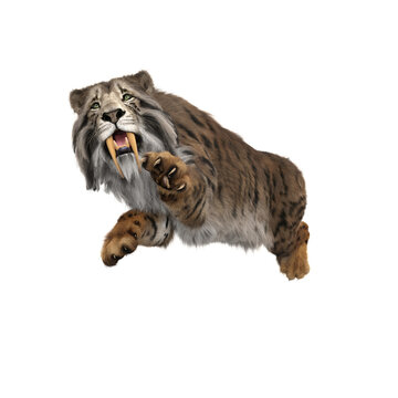 3D rendering of a Smilodon, the extinct pre-historic Sabre-toothed tiger