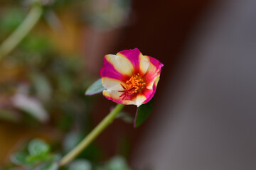 Fototapeta premium Watermelon Punch Moss Rose