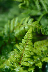 Japanese Lace Fern Jade