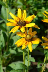 Gloriosa Daisy Irish Eyes