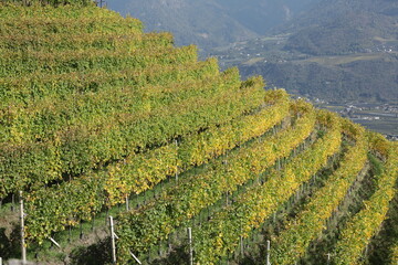 Fototapeta na wymiar Vineyard terraces in South Tyrol